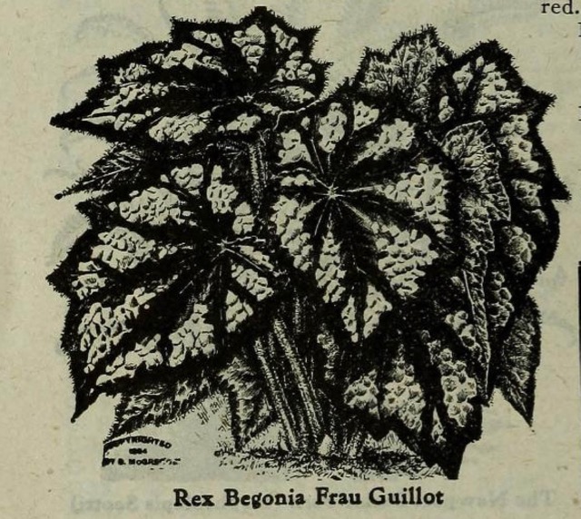 B. ‘Frau Guillot’